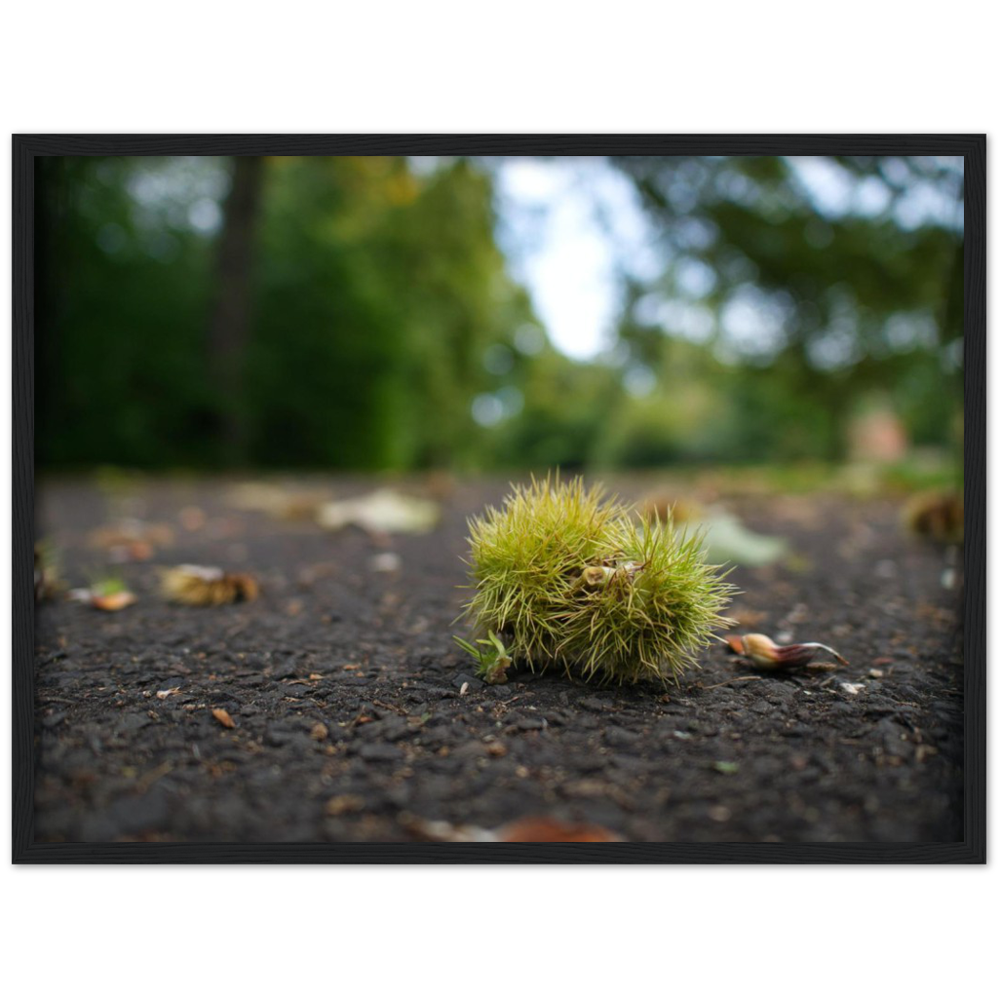 Conker Wood — Irish fine-art print