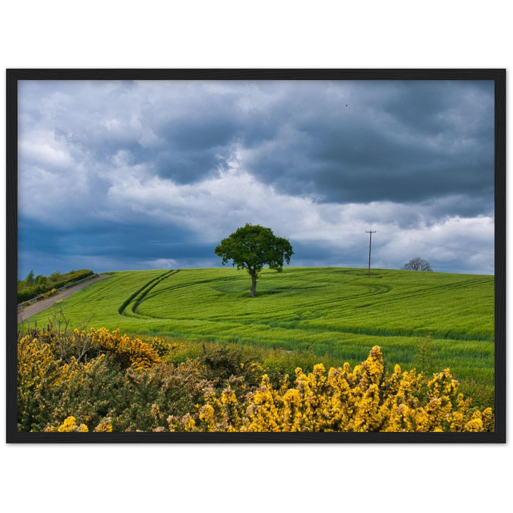 The Fairy Tree — Irish fine-art print