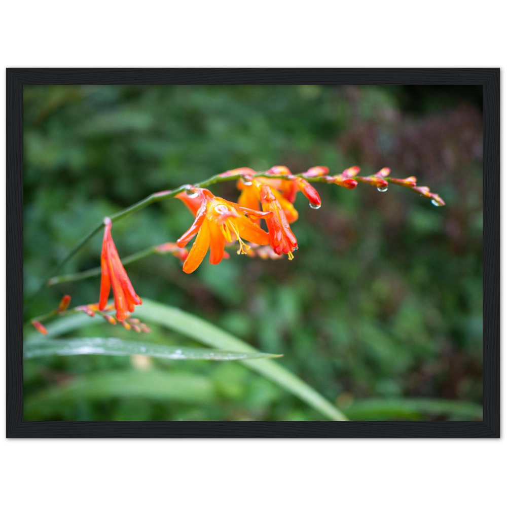 Raindrops — Irish fine-art print