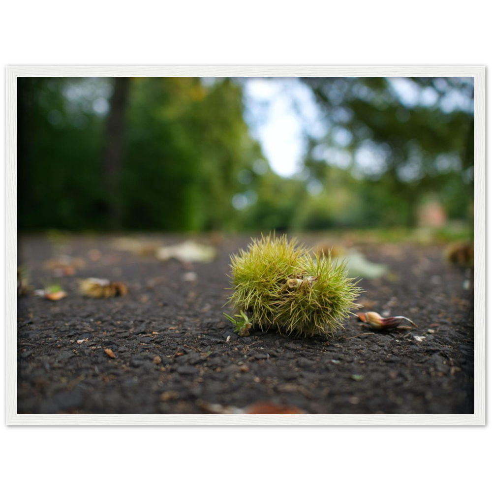 Conker Wood — Irish fine-art print