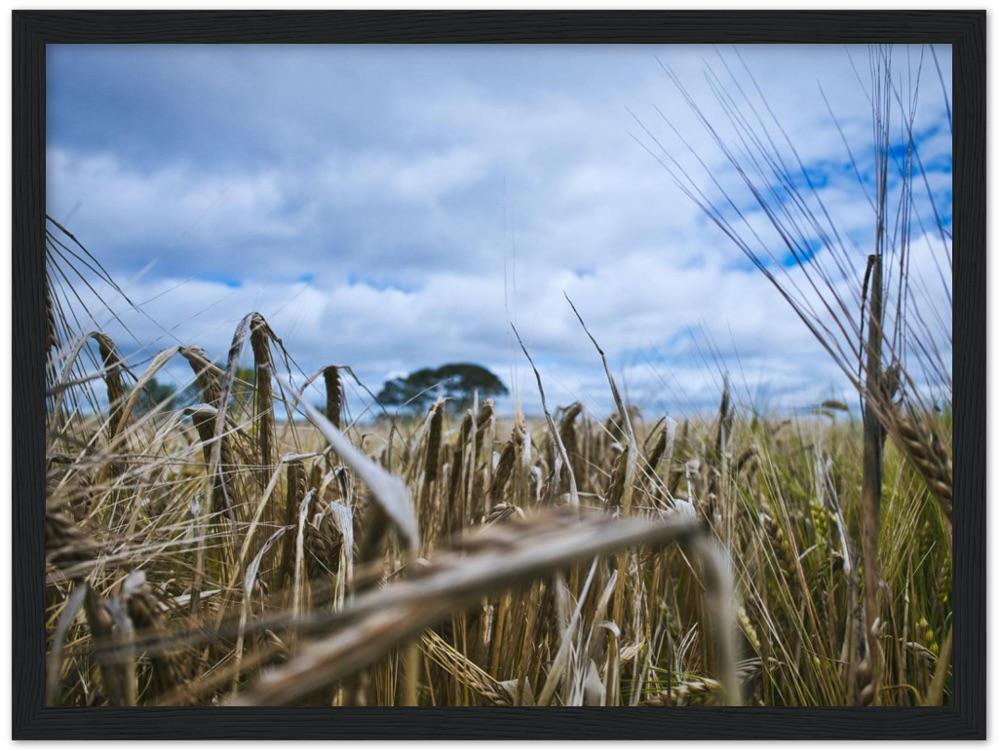 Fields of Gold — Irish fine-art print