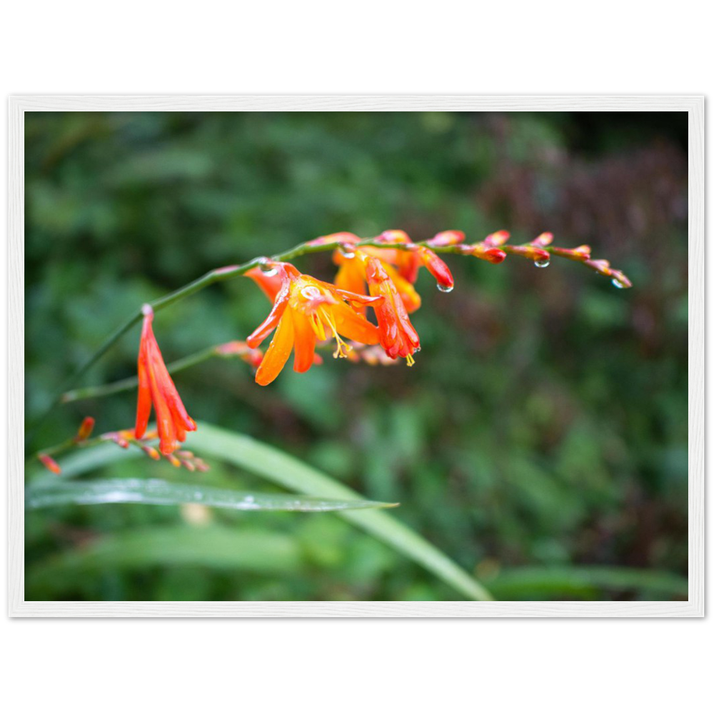 Raindrops — Irish fine-art print