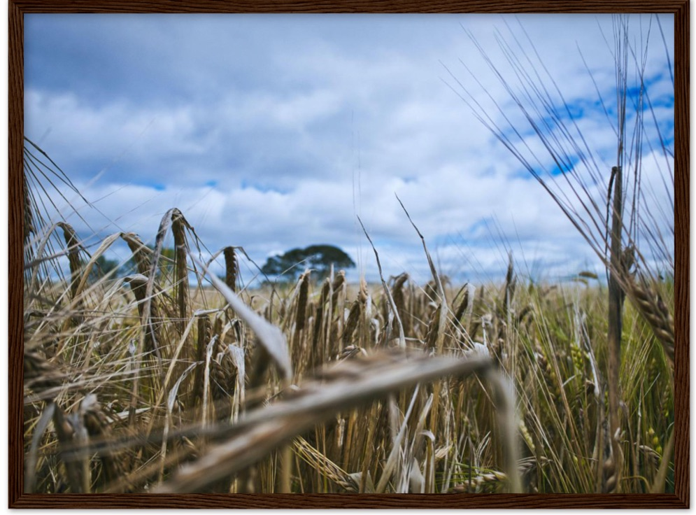 Fields of Gold — Irish fine-art print