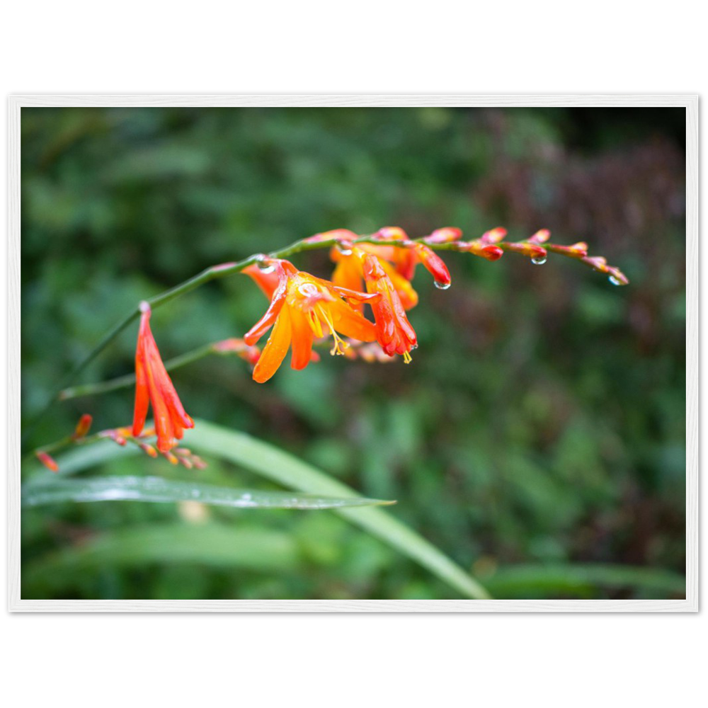 Raindrops — Irish fine-art print