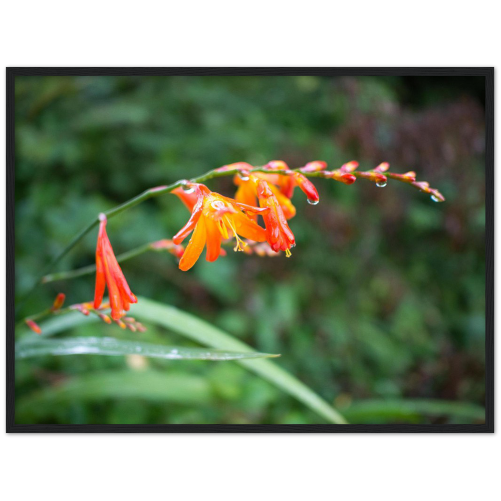 Raindrops — Irish fine-art print