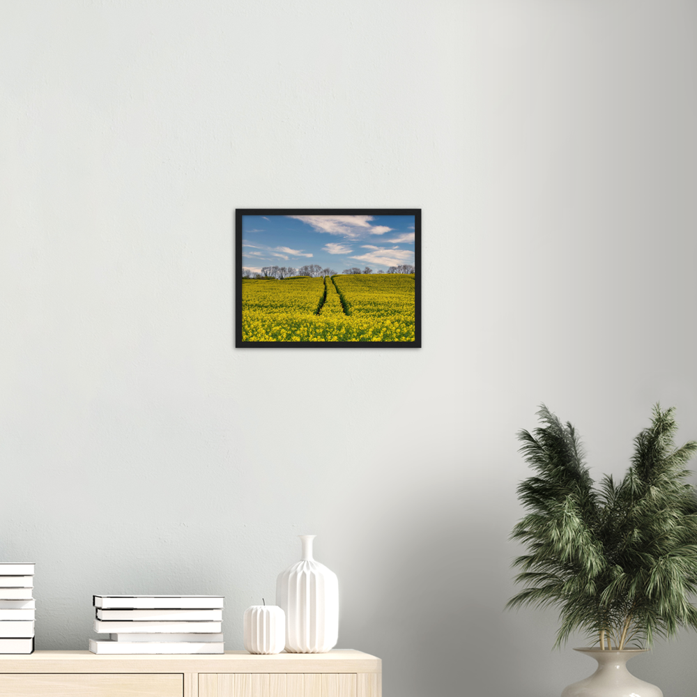 Ripe Rapeseed — Irish fine-art print