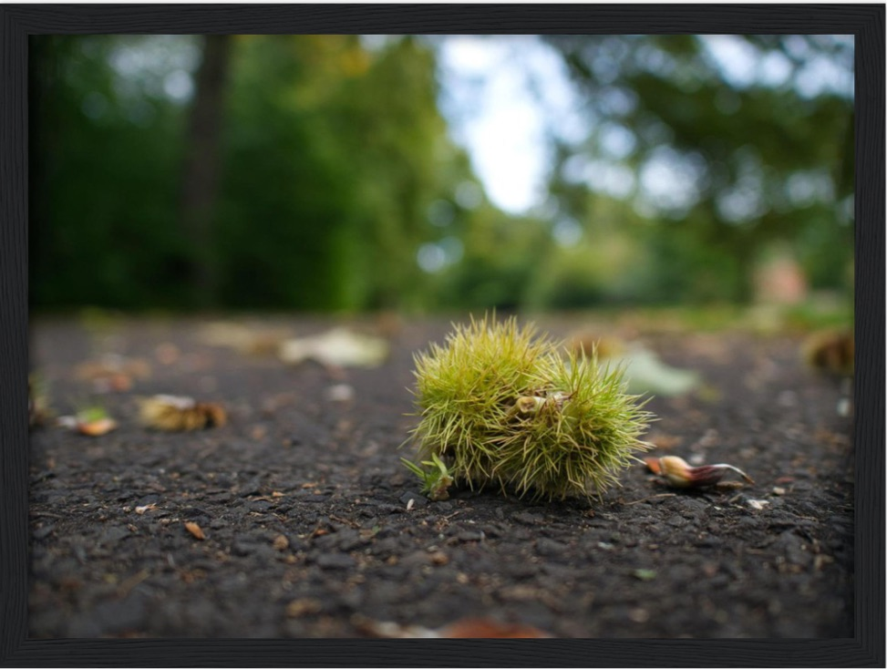 Conker Wood — Irish fine-art print