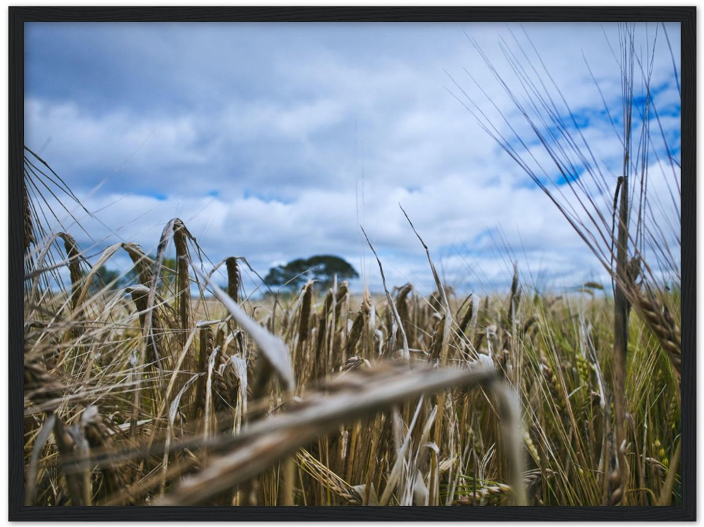 Fields of Gold — Irish fine-art print
