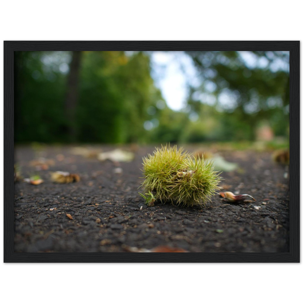 Conker Wood — Irish fine-art print