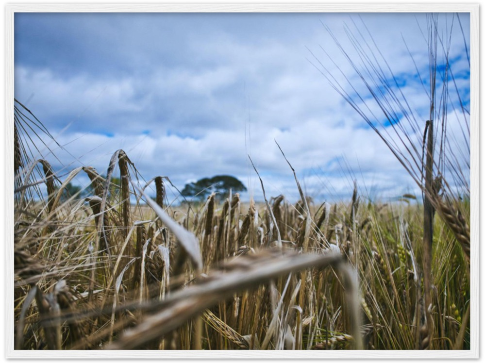 Fields of Gold — Irish fine-art print