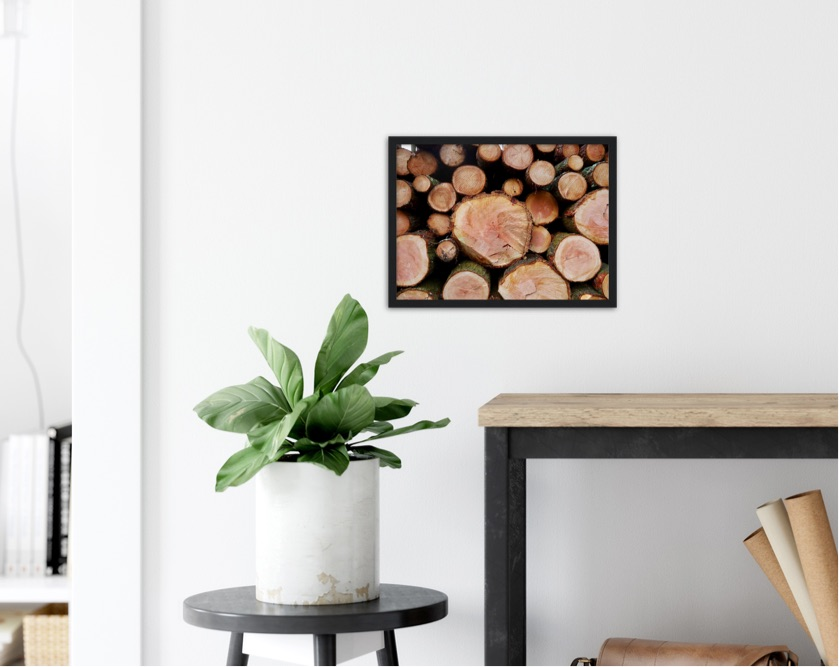 Tollymore Timber — Irish fine-art print