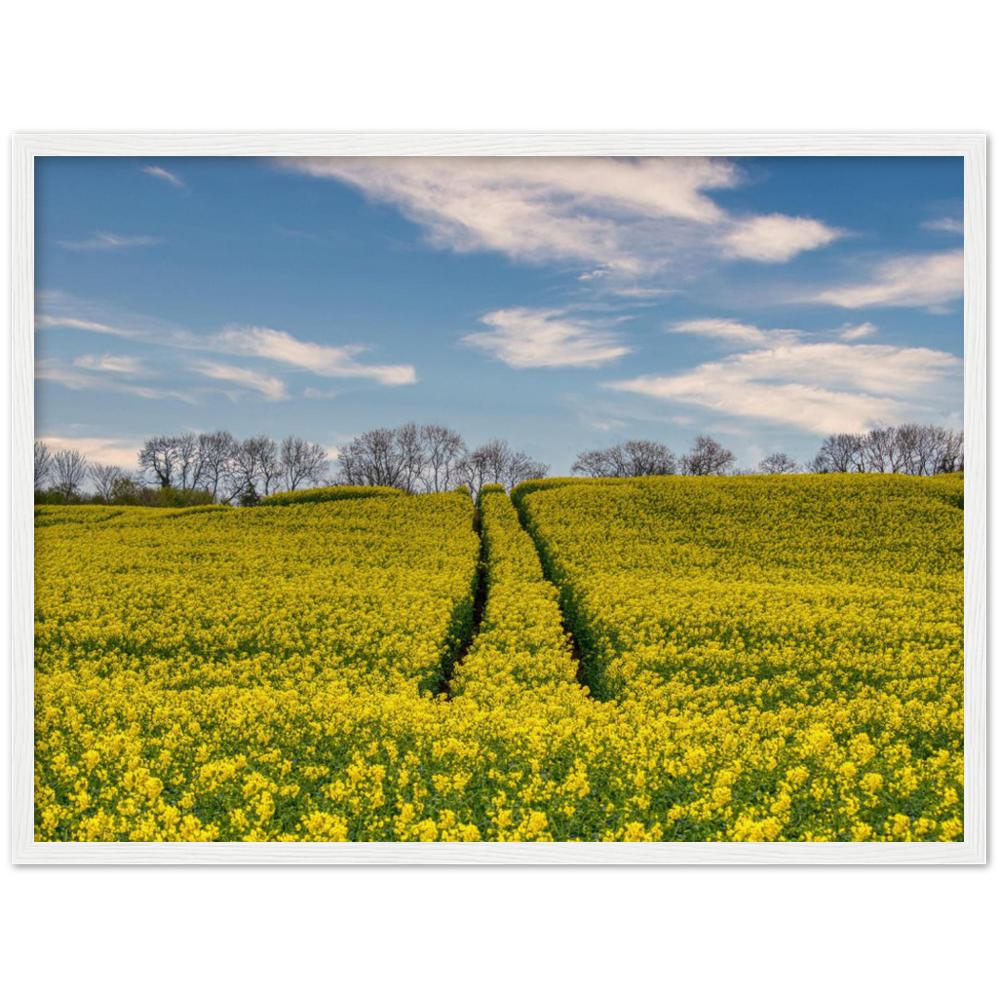 Ripe Rapeseed — Irish fine-art print
