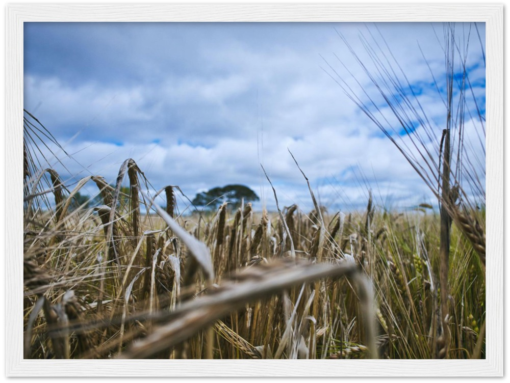 Fields of Gold — Irish fine-art print
