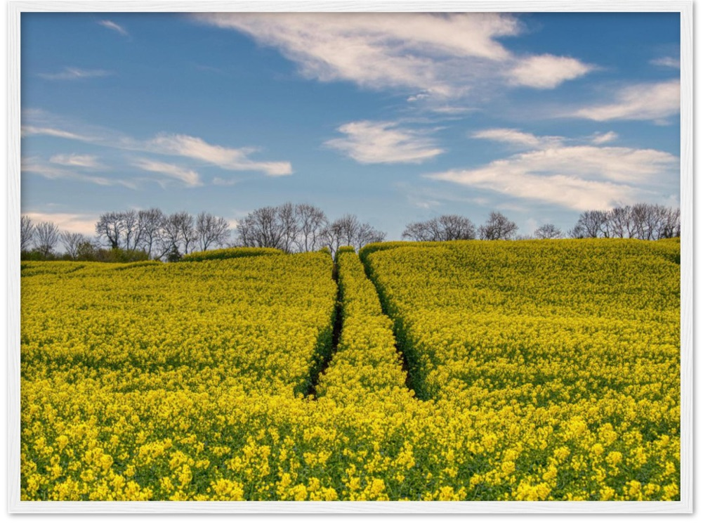 Ripe Rapeseed — Irish fine-art print