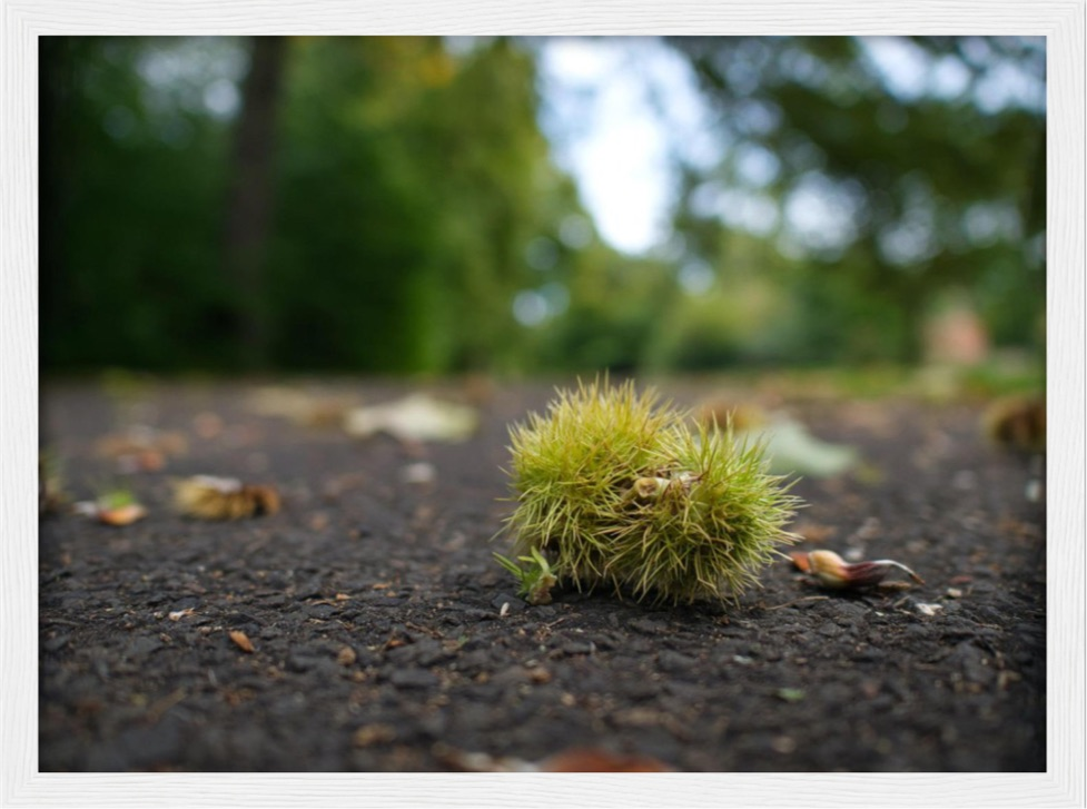 Conker Wood — Irish fine-art print
