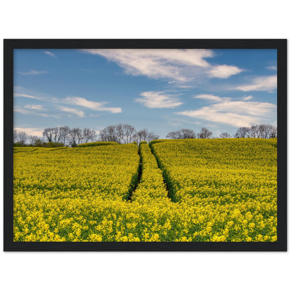 Ripe Rapeseed — Irish fine-art print