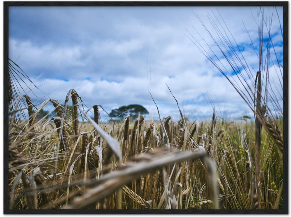Fields of Gold — Irish fine-art print