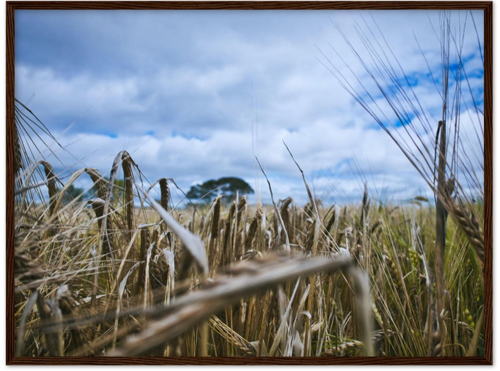 Fields of Gold — Irish fine-art print