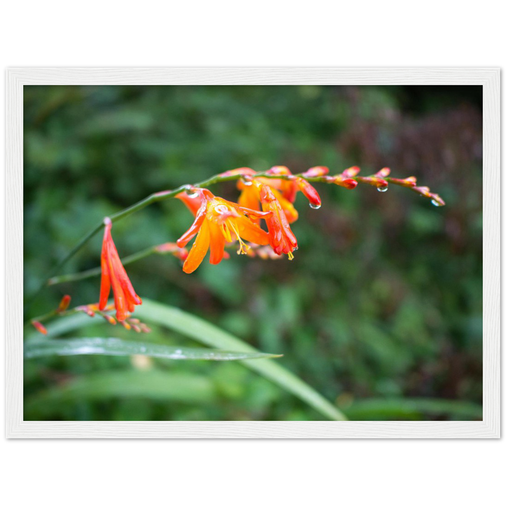 Raindrops — Irish fine-art print