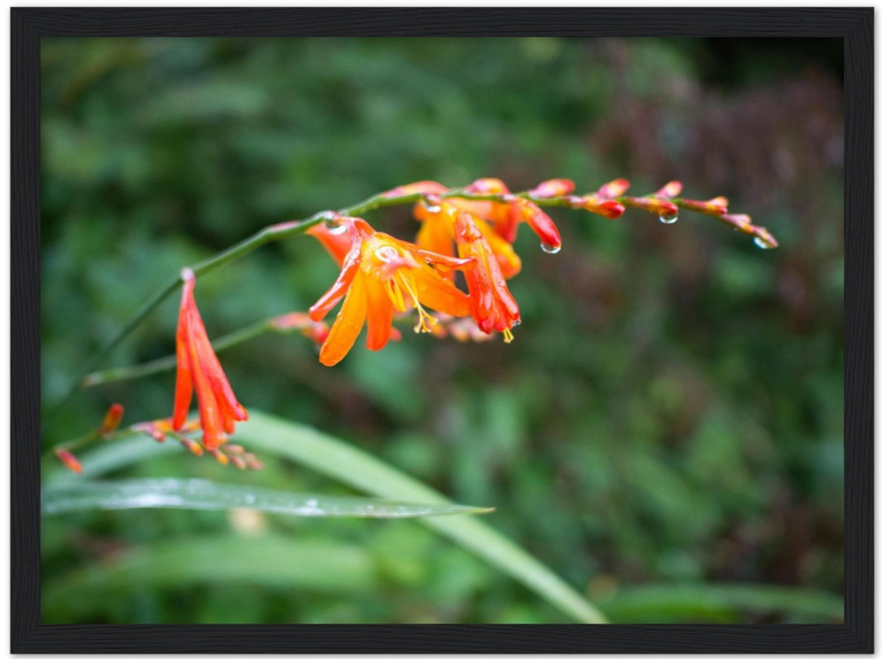 Raindrops — Irish fine-art print