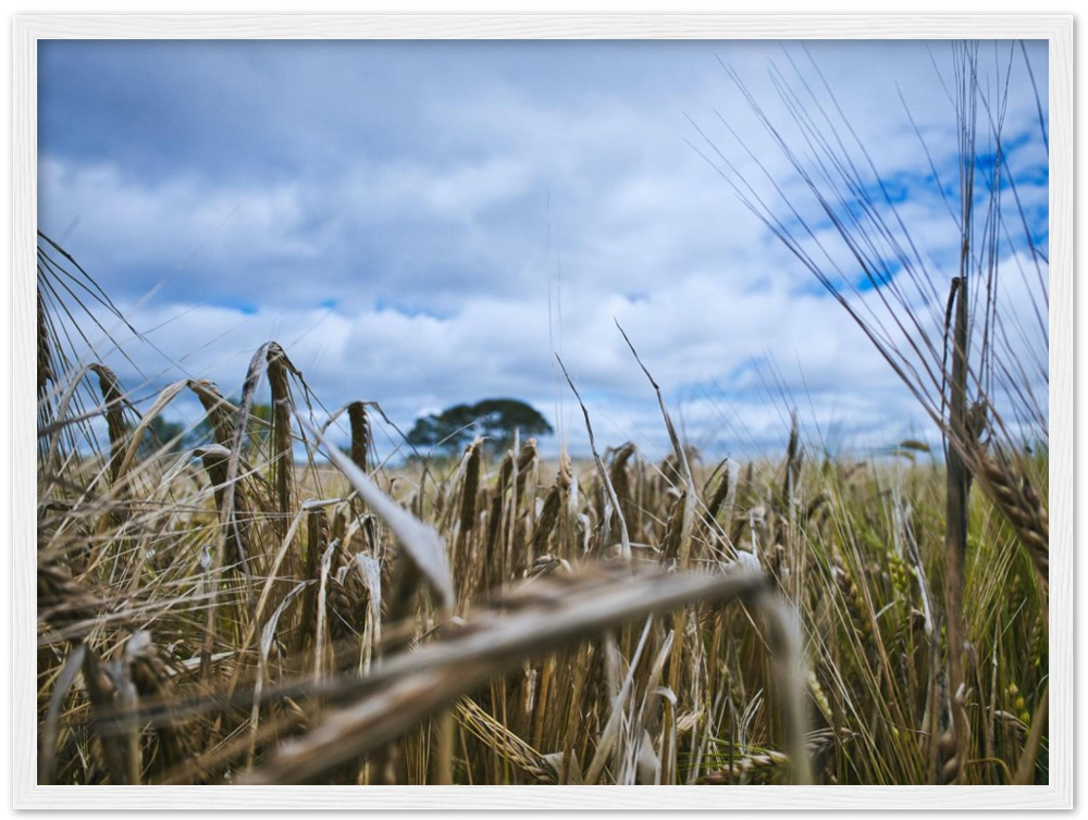 Fields of Gold — Irish fine-art print
