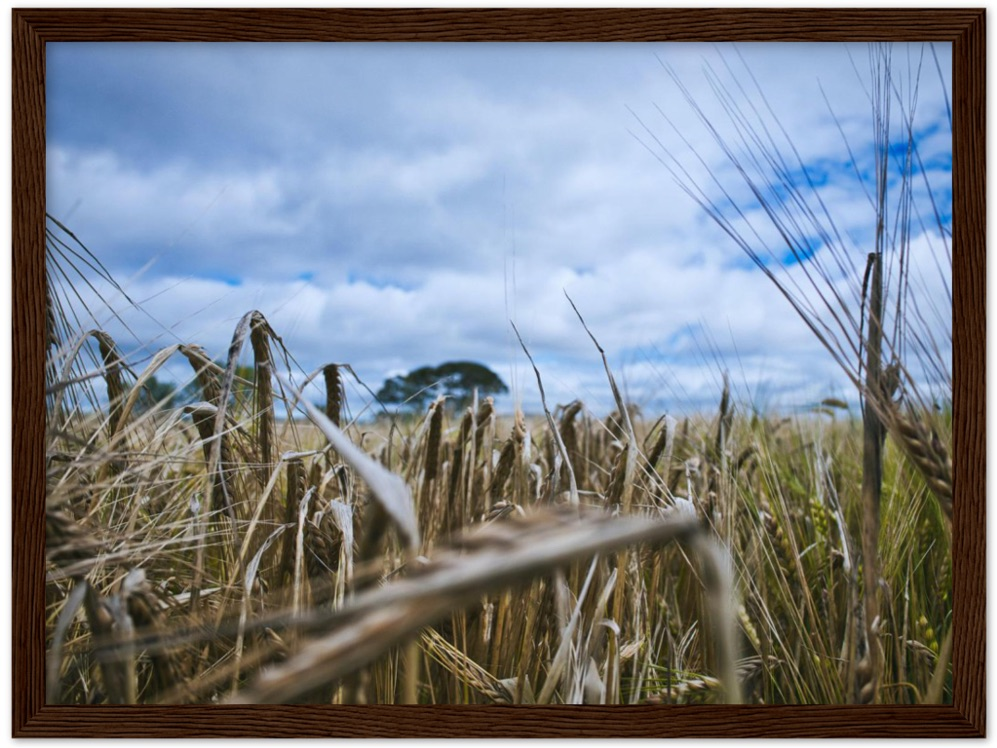 Fields of Gold — Irish fine-art print