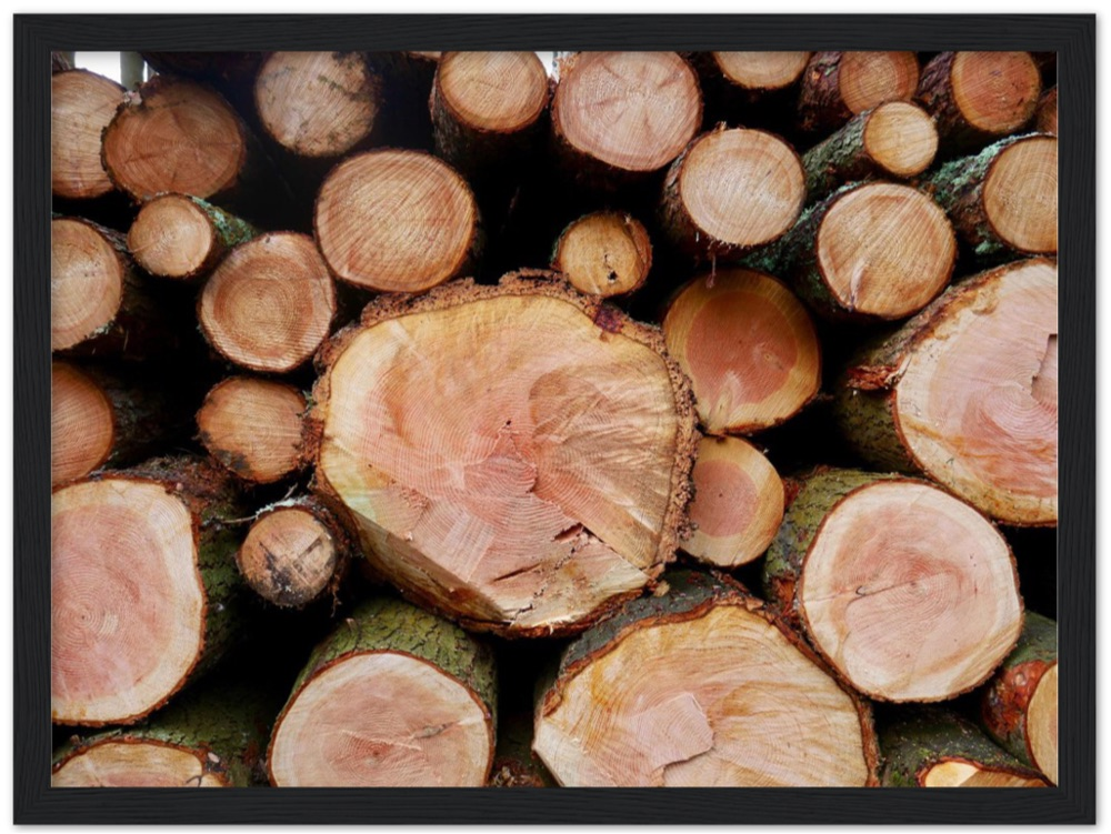 Tollymore Timber — Irish fine-art print