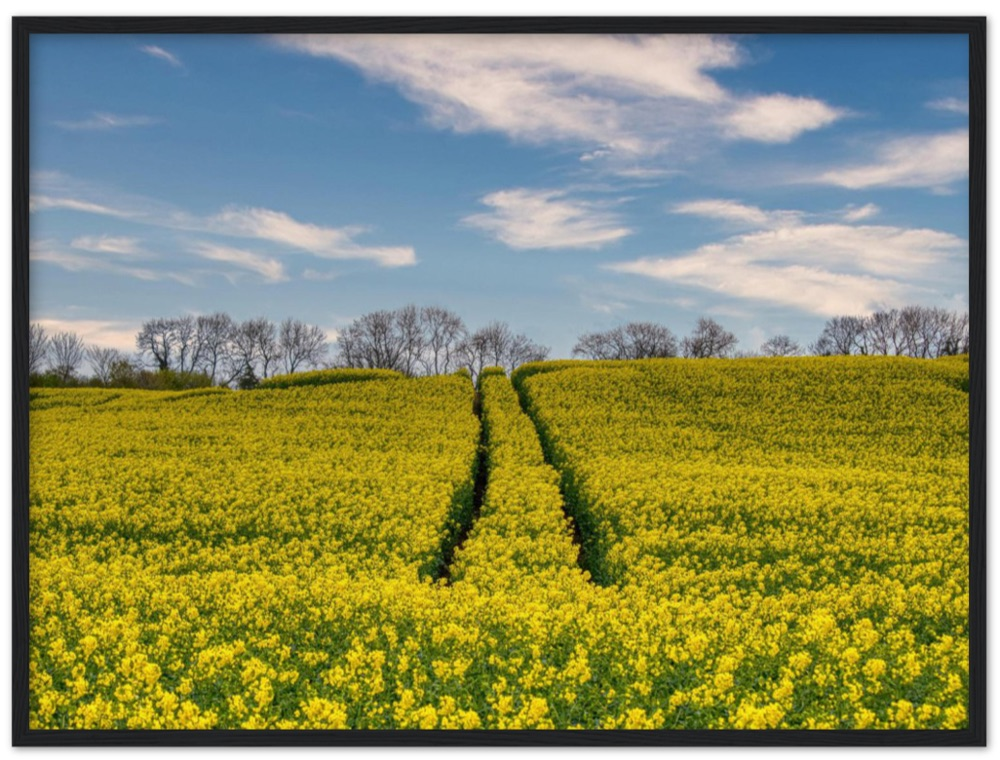 Ripe Rapeseed — Irish fine-art print