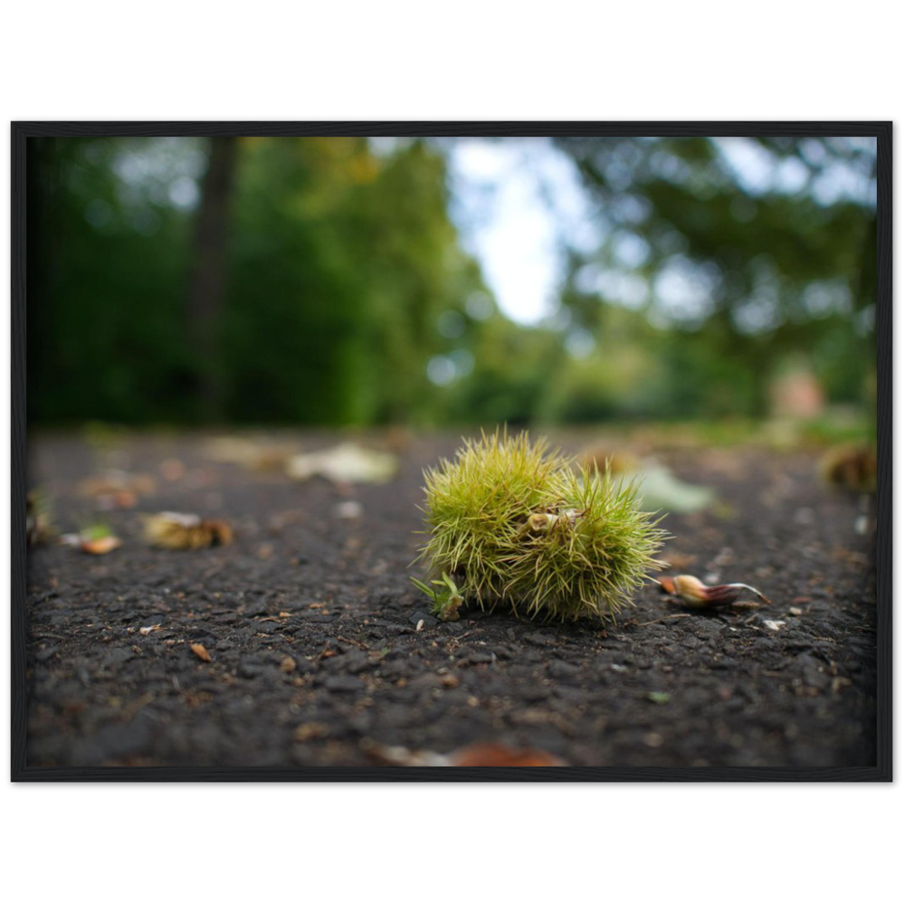 Conker Wood