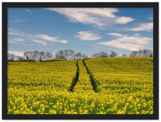 Ripe Rapeseed