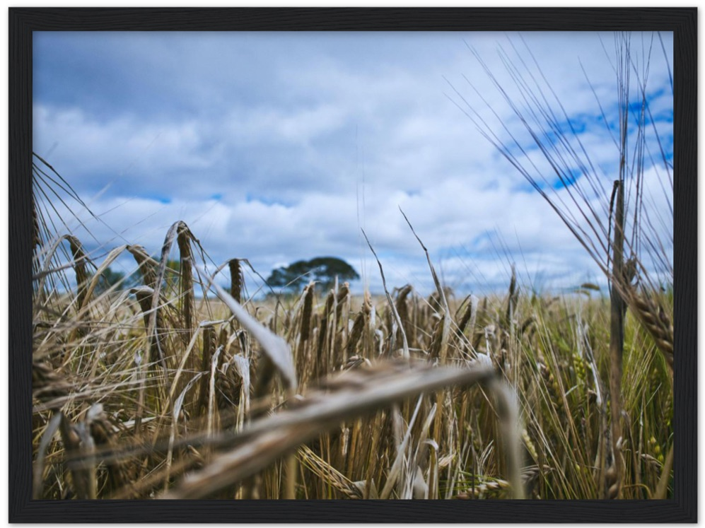 Fields of Gold